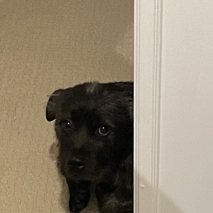 Fundraising Page: Bear PAC Alum Entry